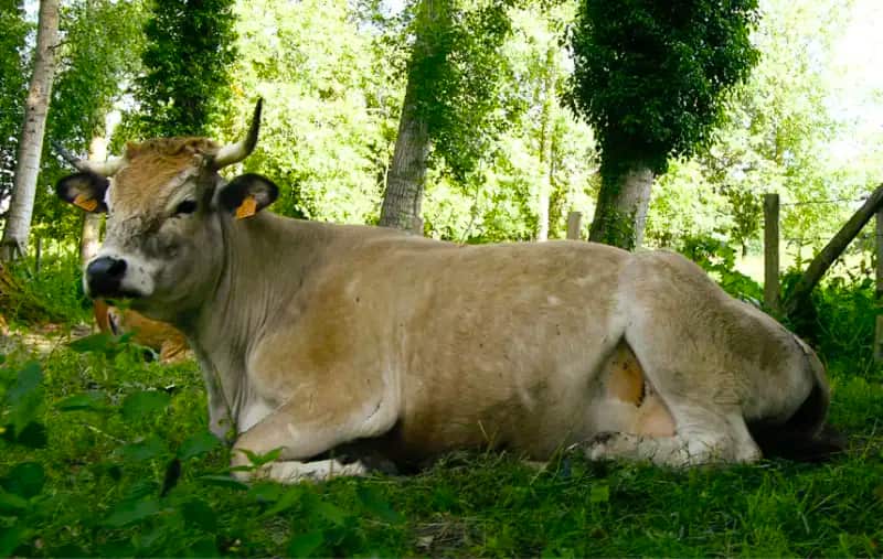 Deze koe ontmoette ik midden in het Marais Poitevin