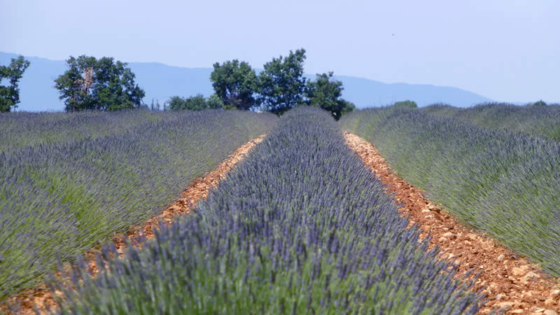 Linksaf voor Lyon en wanneer bloeit lavendel in de Dr&ocirc;me?