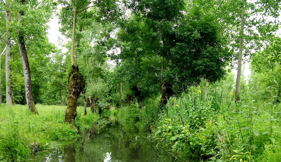 Marais Poitevin, unieke plek in Frankrijk