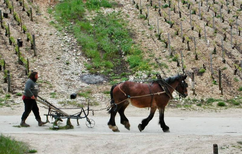 Waarom paardenvoetjes beter zijn dan een tractor