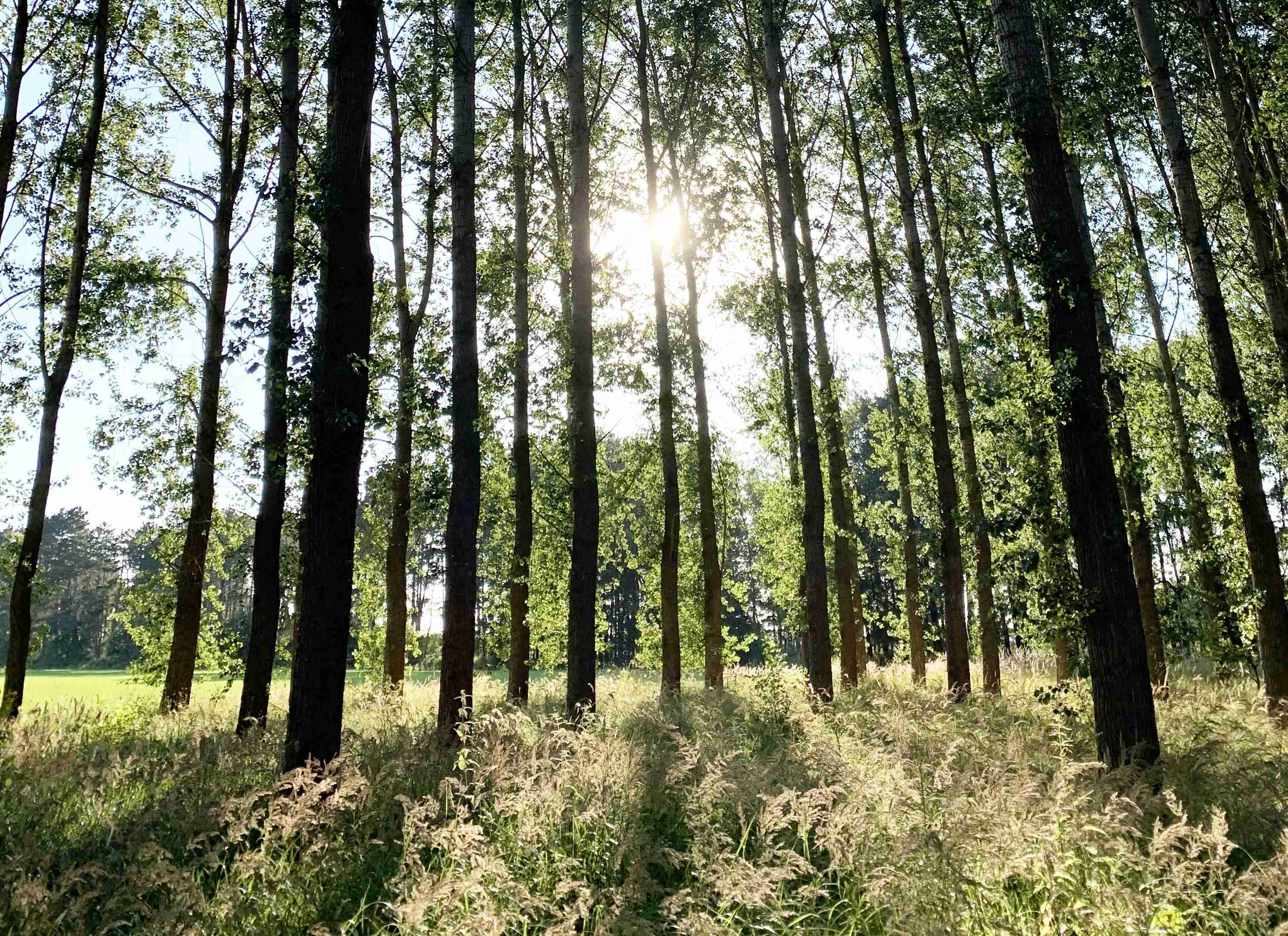 Lemurisch bos