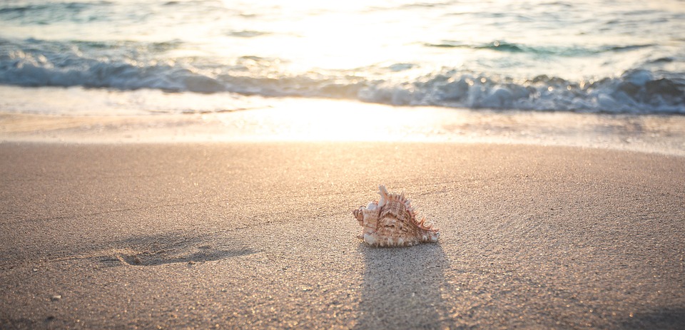 Schelp op strand