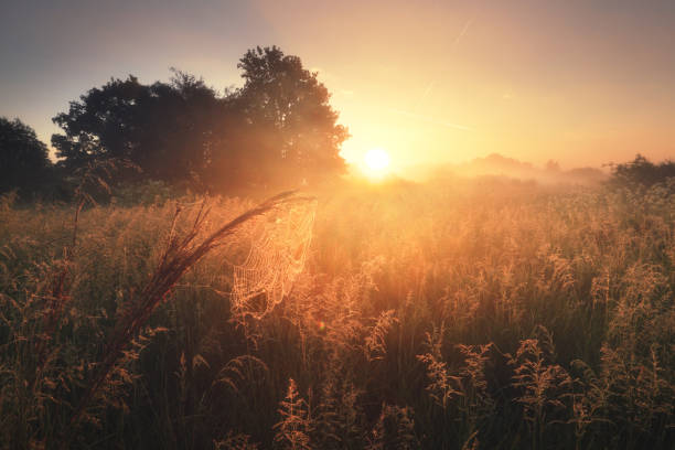Veld zonsopkomst