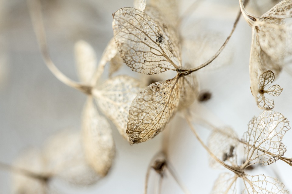 winterbloem