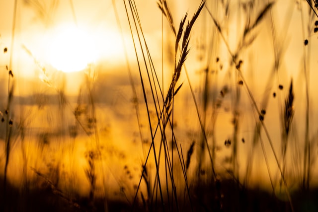 zonsondergang riet