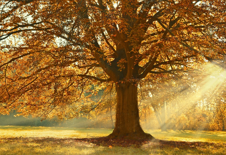 Herfstboom