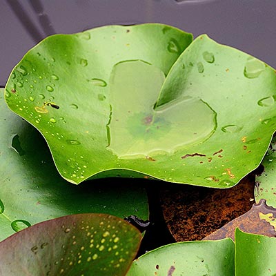 Nascholing MBK/PsBK Bij-Nascholing: Van Stress naar Ontspanning voor therapeuten 30 maart 2026