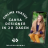 Word Canva Designer in 20 dagen (voor beginners)